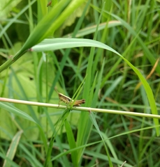 Orphulella concinnula