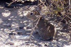 Microcavia australis
