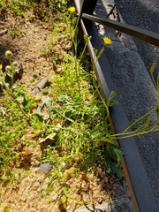 Asteraceae