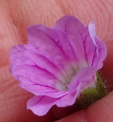 Geranium schlechteri