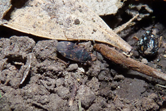 Neopetissius perplexus