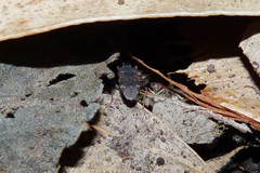 Neopetissius perplexus