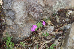 Primula hirsuta