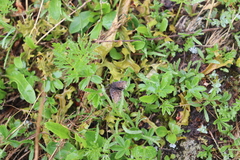 Metaxmeste phrygialis