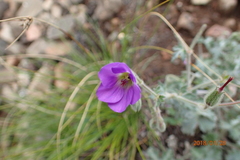 Geranium schlechteri
