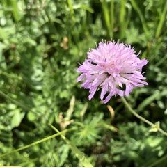 Knautia arvensis