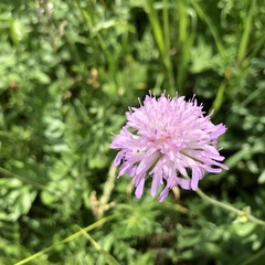 Knautia arvensis