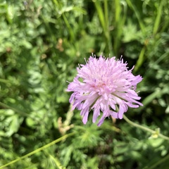 Knautia arvensis