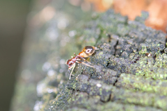Synemosyna formica