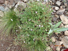 Geranium schlechteri