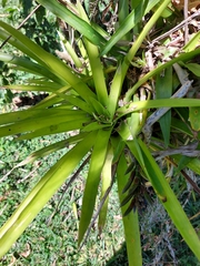 Guzmania monostachia