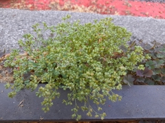Polycarpon tetraphyllum