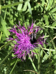Bombus lapidarius