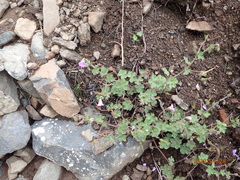 Geranium schlechteri