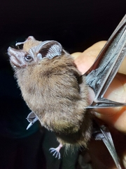 Peropteryx