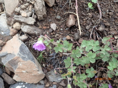 Geranium schlechteri