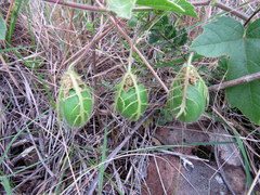 Passiflora chrysophylla