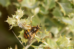 Pycnomalla splendens