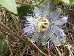 Passiflora chrysophylla