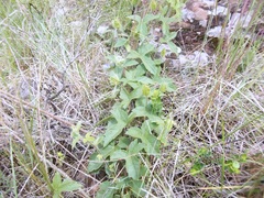 Passiflora chrysophylla