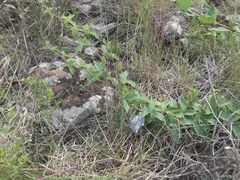 Passiflora chrysophylla