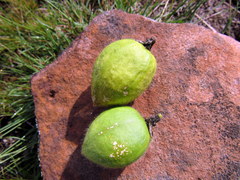Passiflora chrysophylla