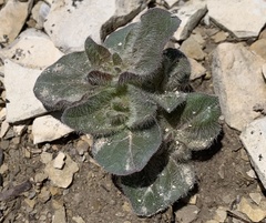 Mirabilis rotundifolia