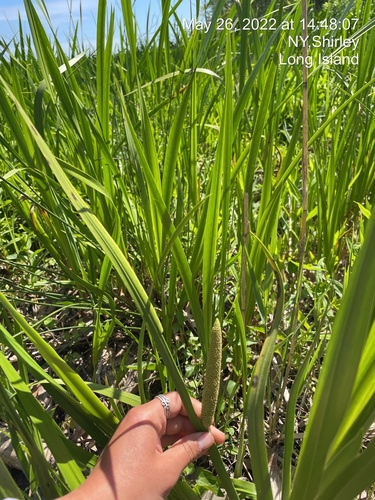 calamus (Acorus calamus)