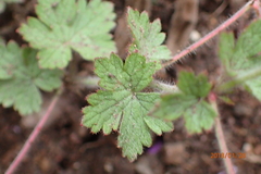 Geranium schlechteri