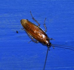 Ischnoptera bilunata