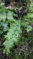 Dryopteris × uliginosa