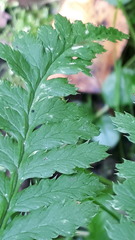 Dryopteris × uliginosa