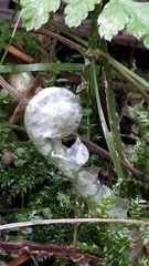 Dryopteris × uliginosa