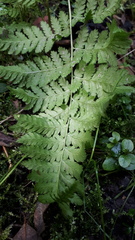 Dryopteris × uliginosa