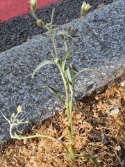 Cichorieae