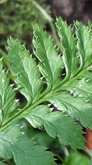 Dryopteris × uliginosa