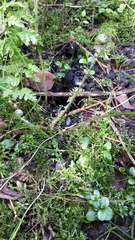 Dryopteris × uliginosa