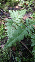 Dryopteris × uliginosa