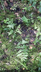 Dryopteris × uliginosa