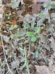 Stellaria media