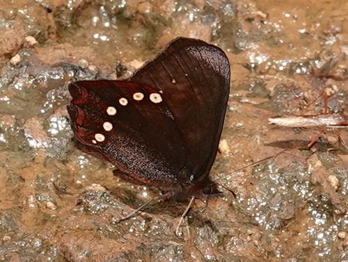 Ianussiusa maso