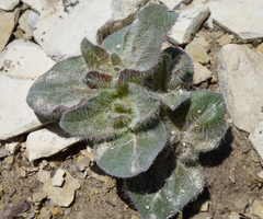 Mirabilis rotundifolia