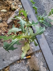 Lactuca serriola
