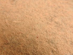 Neomolgus littoralis