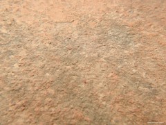 Neomolgus littoralis