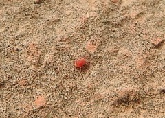 Neomolgus littoralis