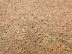 Neomolgus littoralis