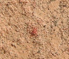 Neomolgus littoralis