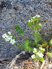 Leptosiphon nuttallii