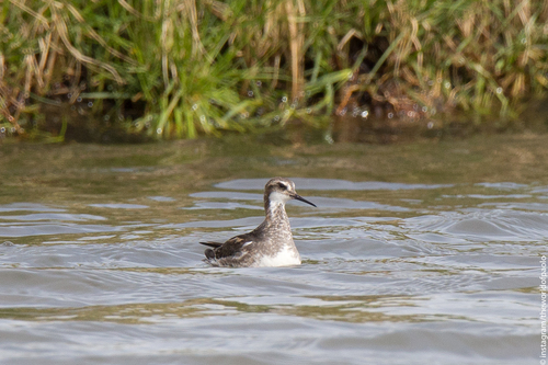 Falaropo picofino (Phalaropus lobatus)